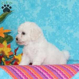 Sweetest Makayla, Bichon Frise Puppy